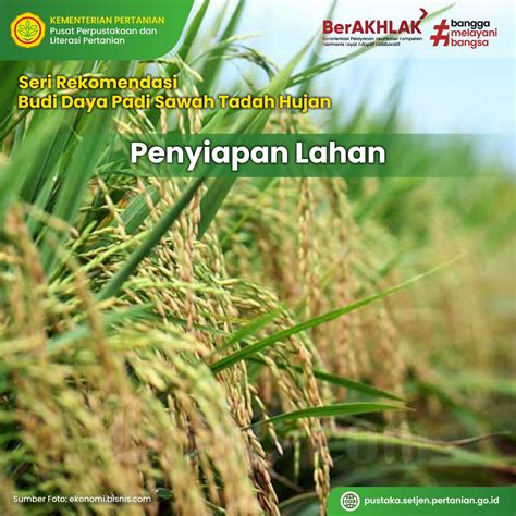 Info Teknologi Rekomendasi Budi Daya Padi Di Sawah Tadah Hujan Seri 2