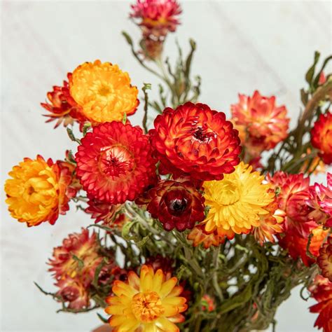 Strawflower Bunch Dried (Mixed Colors) – Beckwourth Blooms