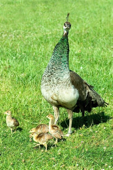 Peacock chicks stock image. Image of mother, green, tail - 5611545