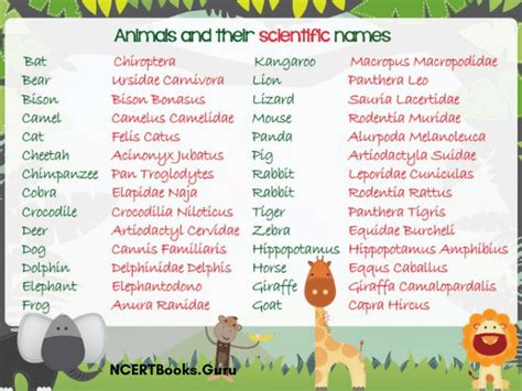 Binomial Nomenclature Examples Of Animals