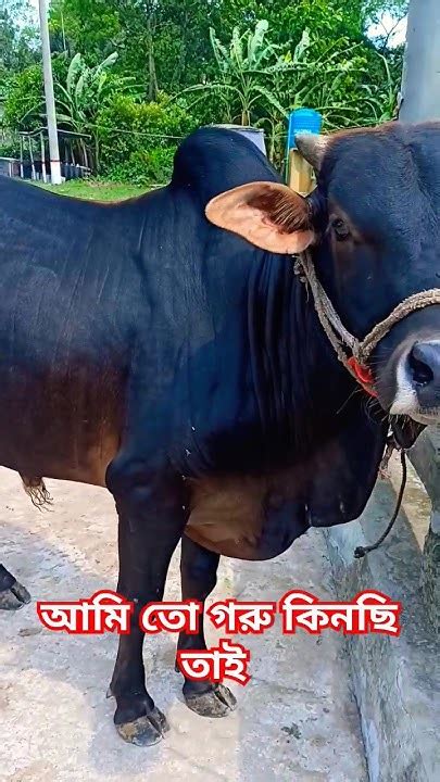 আমি তো গরু কিনছি তাই গরু Youtubeshorts Cow Youtube