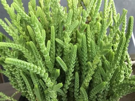 Crassula Muscosa Watch Chain Succulent Etsy