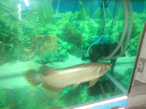 Arowana Kelisa Ekor Kuning Yellow Tail Arowana