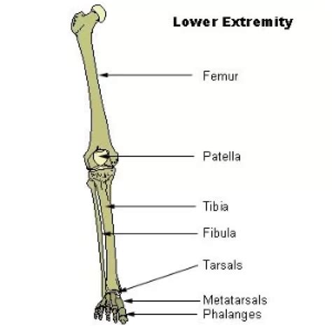 Fibula: Definition, Location, Anatomy, Functions, Diagrams, 59% OFF