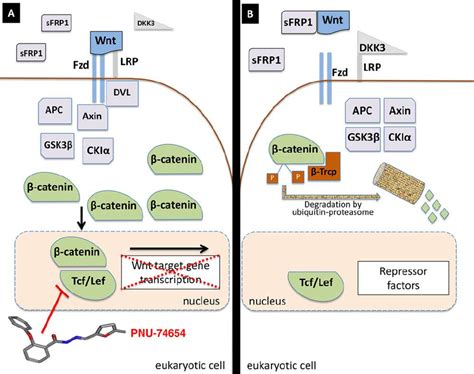 Wnt Pathway Signaling And PNU 74654 Effect On The Tcf Beta Catenin