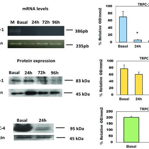 TRPC1 And TRPC4 Expression In Injected Oocytes A TRPC1 MRNA Levels