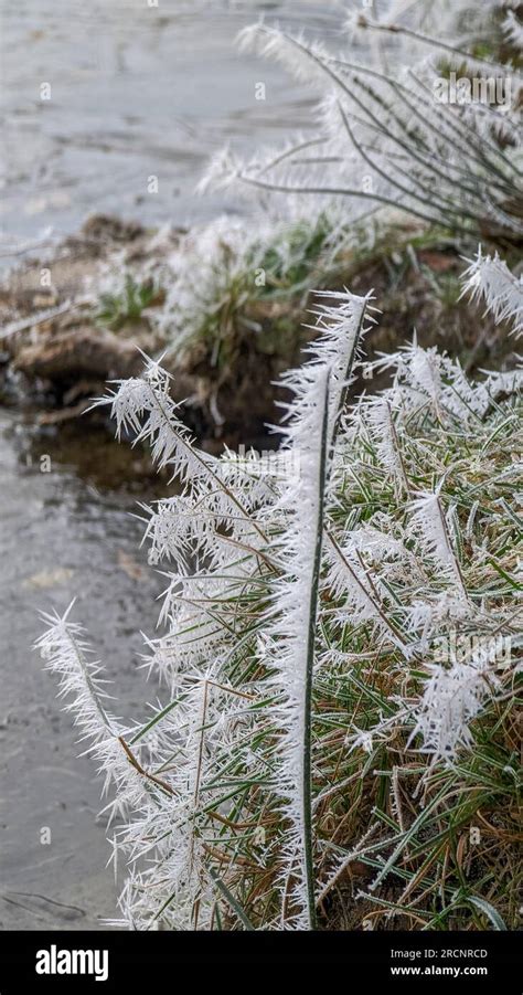 Winter Thursley Common National Nature Reserve Low Land Heath Ponds Frost Ice Sunlight Glisten