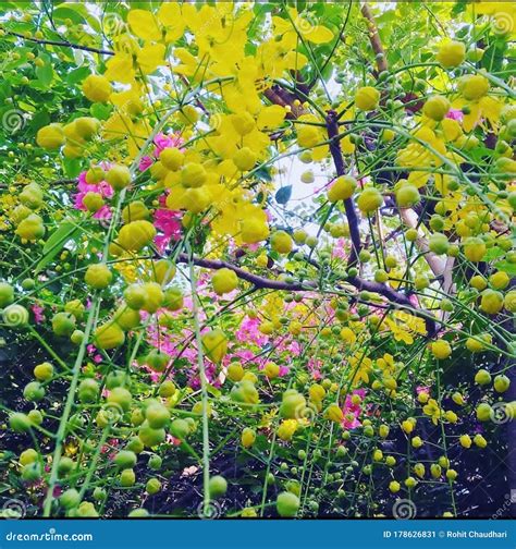 Amaltas Flower,sweet Acacia Tree Flower Stock Image - Image of garden, tree: 178626831