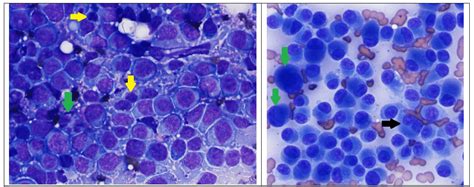 Color Atlas Of Canine Cutaneous Round Cell Tumors • Mspca Angell