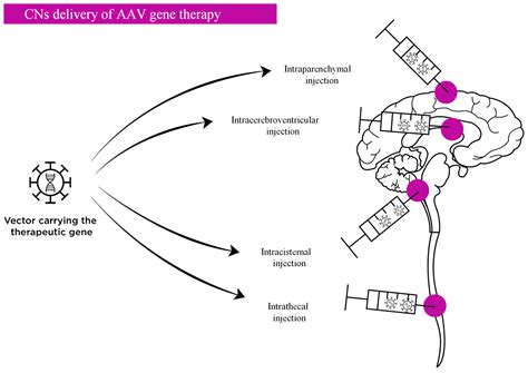 Ijms Free Full Text Gene Therapy For Neuronopathic Mucopolysaccharidoses State Of The Art