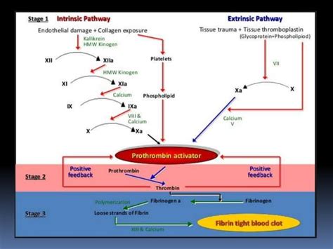 COAGULATION FACTORS AND DENTAL PROCEDURES | PPT