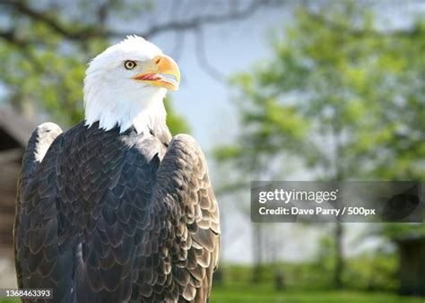 dave bald eagle stock  high res pictures  images getty