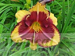 Hemerocallis Calico Jack From Tropical Britain Daylily