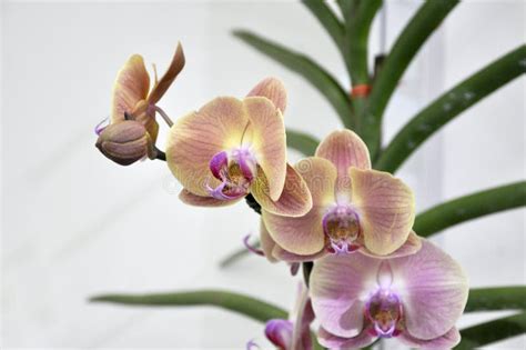 Colorful Tropical & Exotic Orchids Flower Stock Photo - Image of blossom, agriculture: 128288204