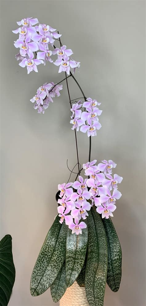 Phalaenopsis Schilleriana In Full Bloom :) R/orchids, 45% OFF