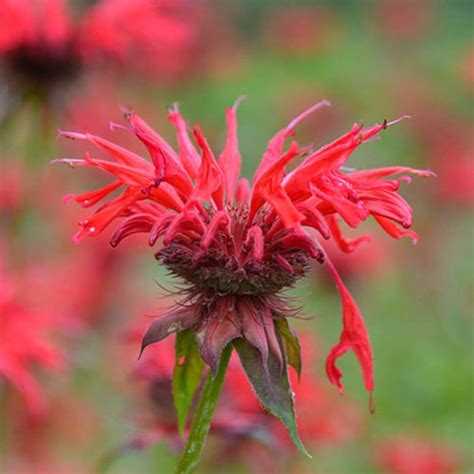 Buy Gardenview Scarlet Bee Balm Perennials From Gurney S