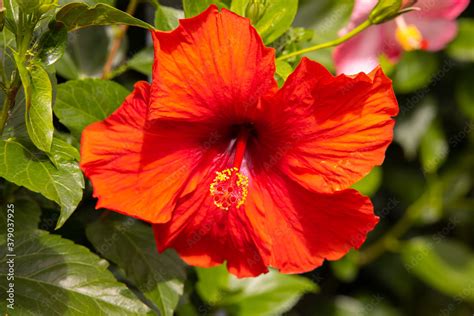 Close Up To A Red Hibiscus Flower A Red Orange Hibiscus In The