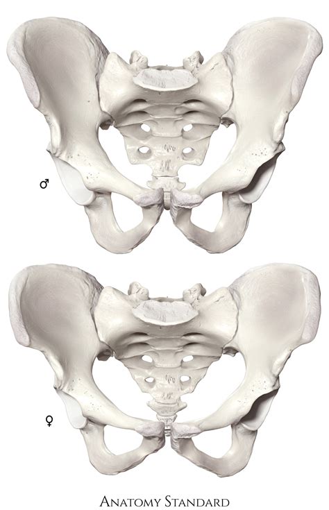 Anatomy Standard Drawing Bony Pelvis Differences Between Male And