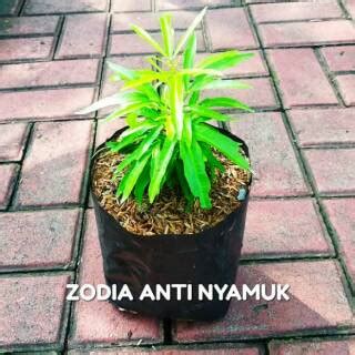 Jual Bibit Zodia Tanaman Anti Nyamuk Pohon Pengusir Nyamuk Shopee