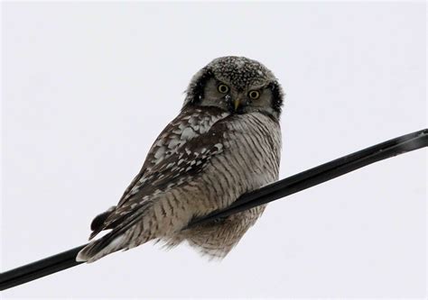 OSLO BIRDER: The Hawk Owl Admiration Society