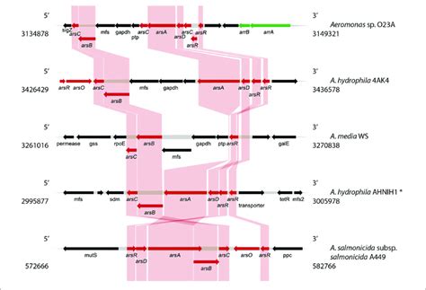 Comparative Analysis Of The Arsenic Resistance And Respiration Genes