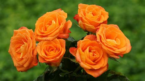 Orange Rose Bush 20 or 100 Seedsrare-free Shipping-usa Seller - Etsy