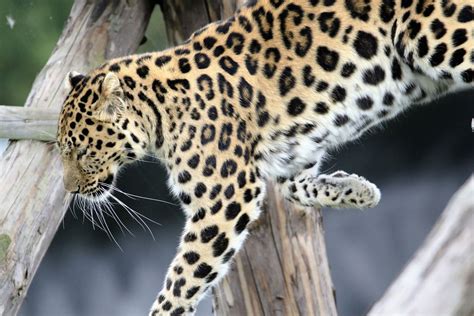 Jeevoka - Leopard vs. Jaguar - Comparing the two big cats!