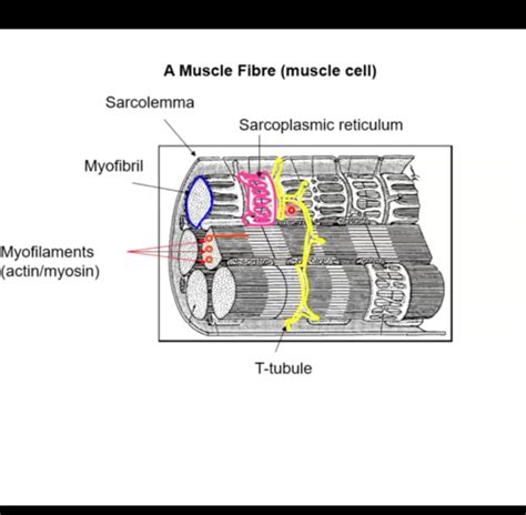 Phsl Lecture Excitation Contraction Coupling Flashcards Quizlet