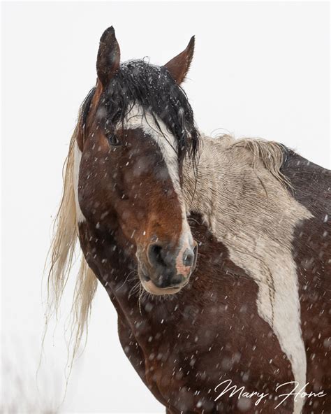 Wild Horses in the Snow - Wild Mustangs Forever