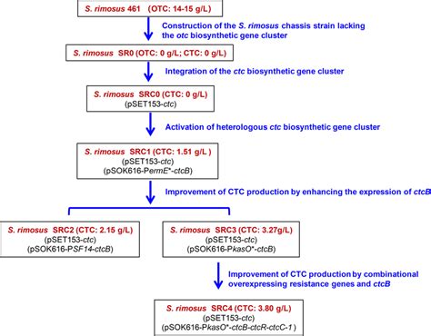 Schematic Diagram Of The Engineering Ctc Producer Construction Process Download Scientific Diagram