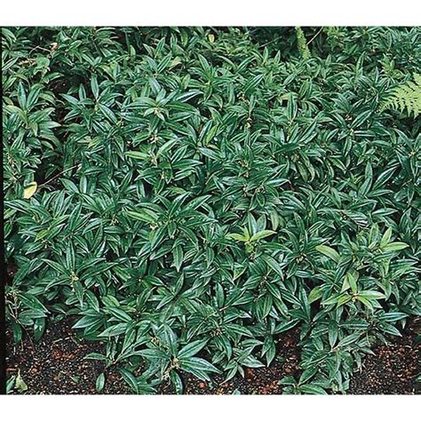 25 Gallon White Fragrant Sarcococca Flowering Shrub In Pot L10768 At