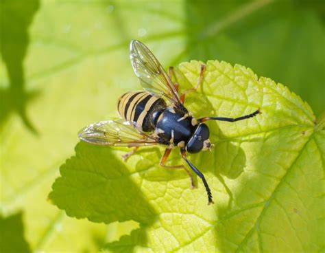 Premium Photo | A wasp on a green leaf of a shrub in the garden