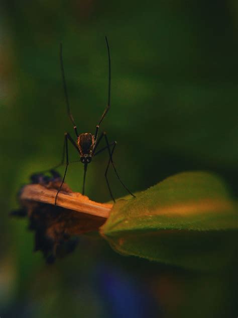 Diseases Carried By Mosquitos | Mosquito Borne Illness