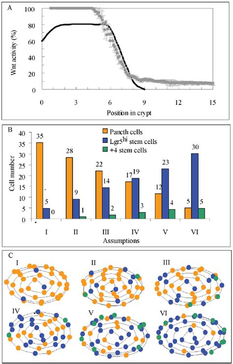 Modelling Wnt And Notch Signalling In Paneth Cells Intermingled With