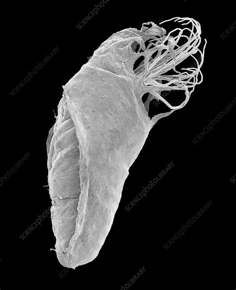 Black Fly Pupa Sem Stock Image C Science Photo Library