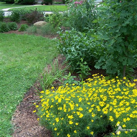 Coreopsis verticillata 'Zagreb' #1 (Threadleaf Coreopsis) - Scioto Gardens Nursery