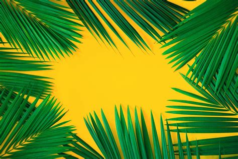 Green Tropical Palm Leaves On Bright Yellow Background Creative Nature