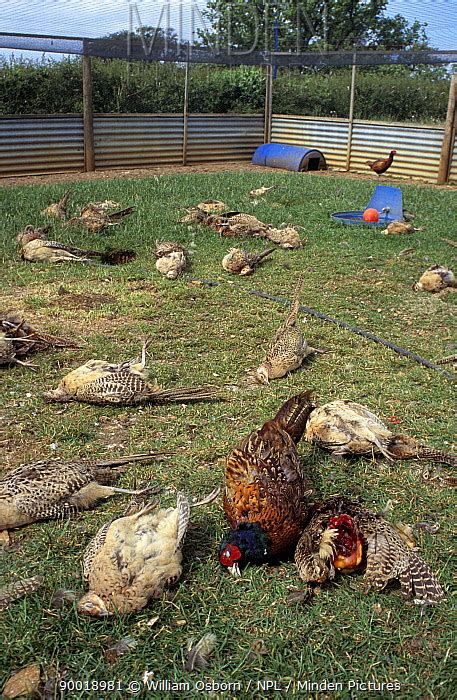 Ring-necked Pheasant stock photo - Minden Pictures