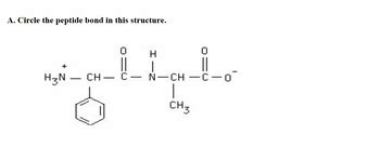 Answered A Circle The Peptide Bond In This Structure H N Ch