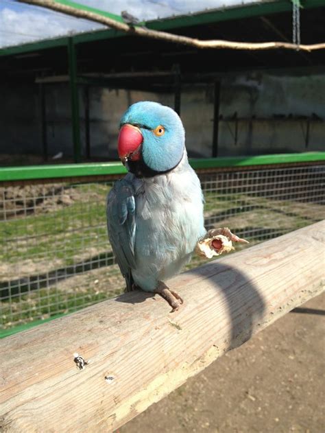 Feeding the parrots at The Parrot Zoo | Parrot, Zoo, Places to visit