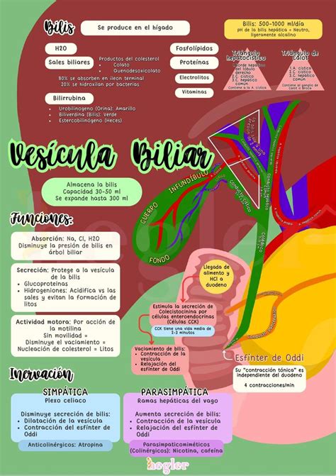 Ves Cula Biliar Anatom A Fisiolog A Y Patolog As Jeymmi Hegler