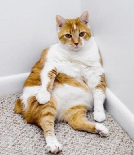 25 best images about Morbidly Obese Kittens on Pinterest | Tabby cats, Pork and Cats