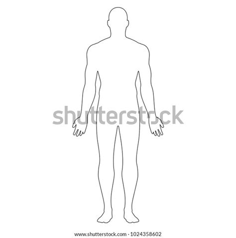 Anatomical Position Anterior View Male Body Stock Vector Royalty Free