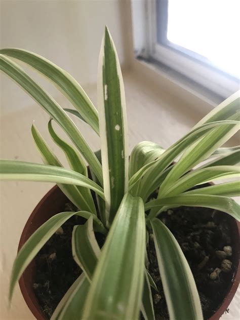 Translucent Spots On Spider Plant Leaves R Houseplants