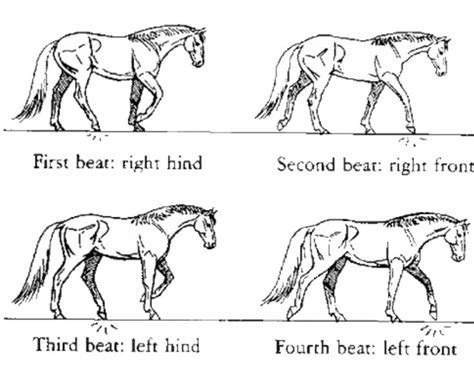 How Horses Walk - Understanding your horse's gait