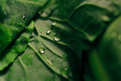 Fotos gratis agua naturaleza césped soltar Rocío fotografía luz