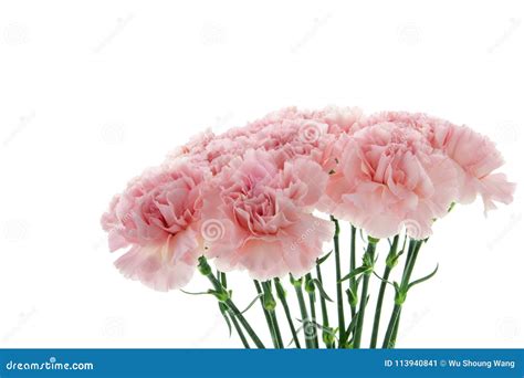 Mother`s Day Carnations Pink Carnations Stock Image Image Of Green