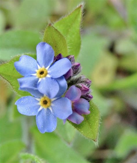 Forget Me Not Violet Bud Free Photo On Pixabay Pixabay