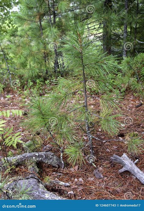 A Young Siberian Pine Tree In A Coniferous Forest Stock Image Image