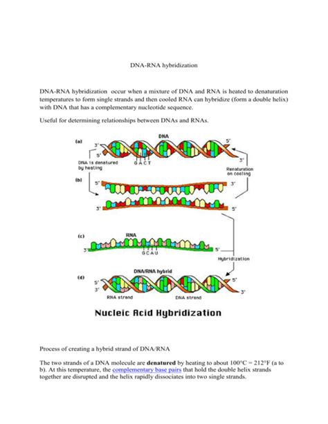 In situ hybridization